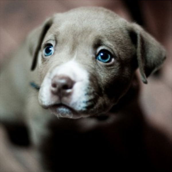 baby weimaraner puppies