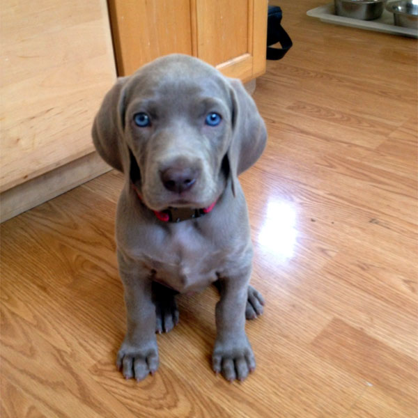 red weimaraner puppies