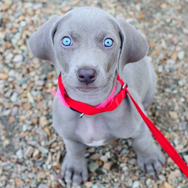 baby weimaraner puppies