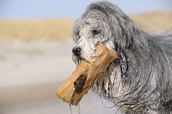 Get To Know The Bearded Collie The Bouncing And Bubbly Scot