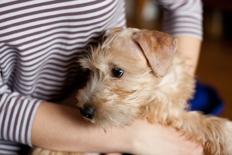 wheaten terrier dog with his owner