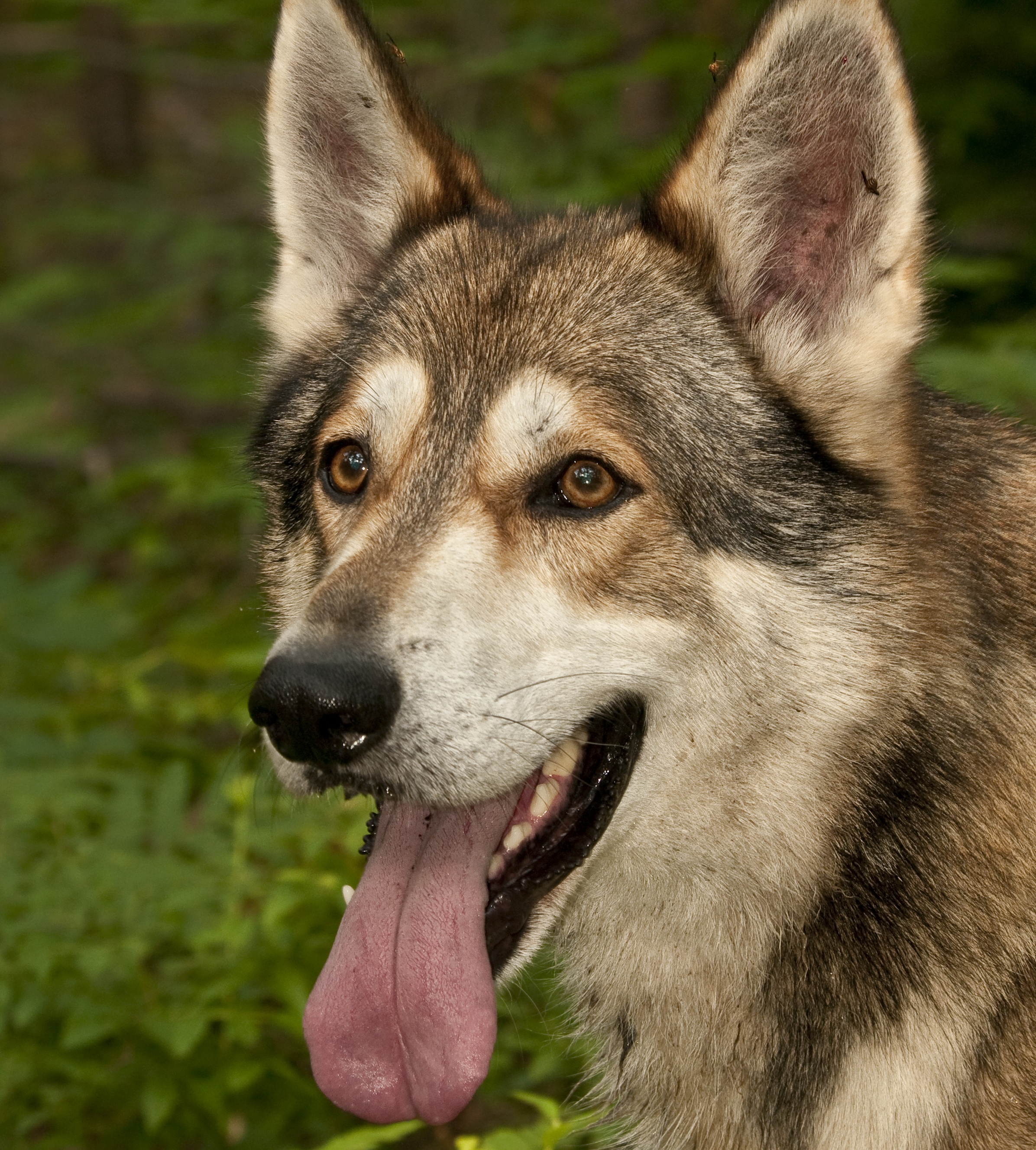 high content wolfdog for sale