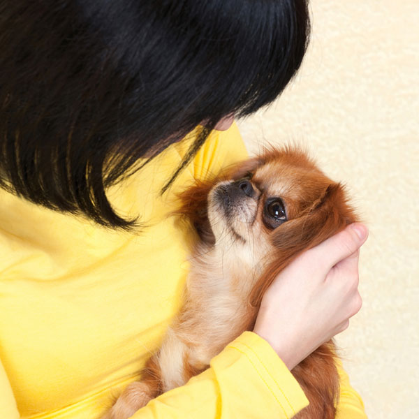 9 Reasons You Should Cuddle Your Pekingese More Often - SonderLives