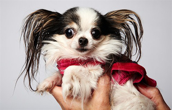 guinness book of world records smallest dog