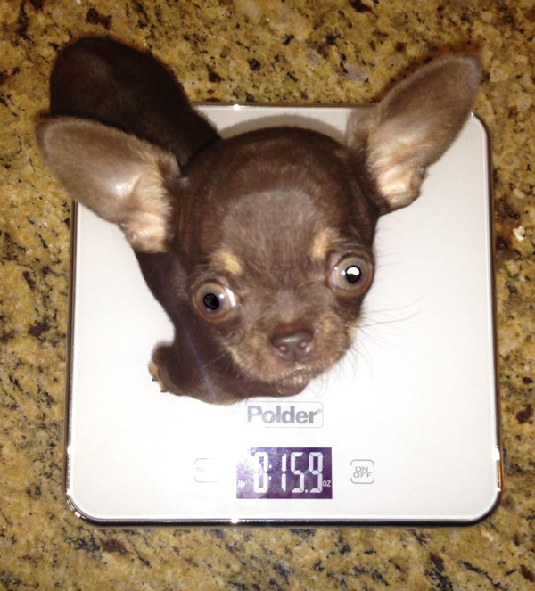 smallest dog in the world weight