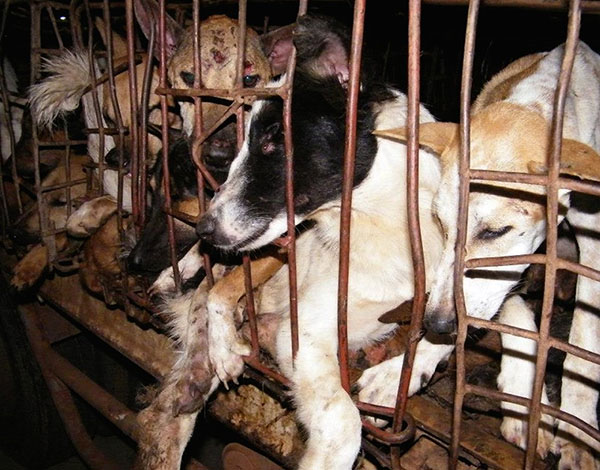 Injured dog meat dogs on their way to slaughter.