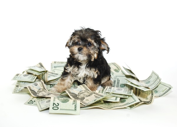 It's important that your agreement goes into effect immediately upon your inability to care for your dog. (Morkie with money by Shutterstock)