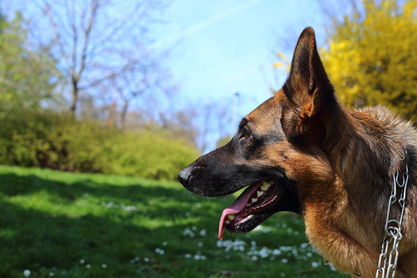 German Shepherd in Park by Shutterstock.