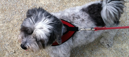 Are You Allergic to Pet Dander? You Can Still Have Dogs 