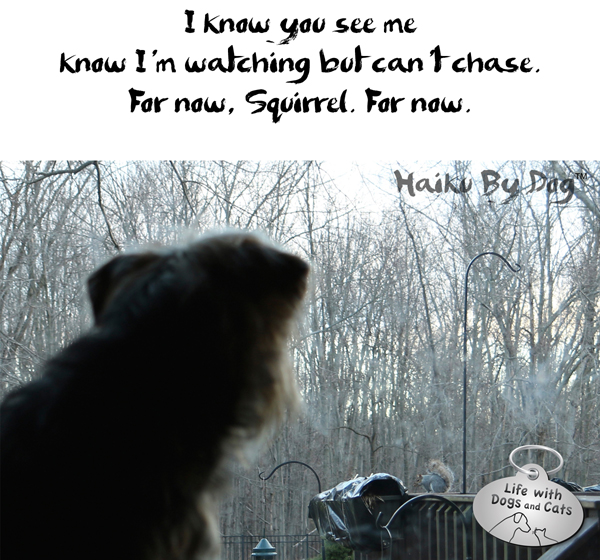 Haiku-by-Dog-Tucker-squirrel-outside-window-for-now