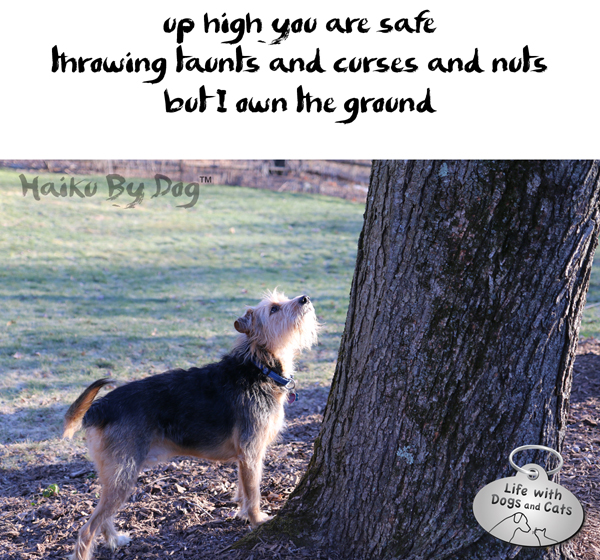 Haiku-by-Dog-squirrel-own-ground-Tucker