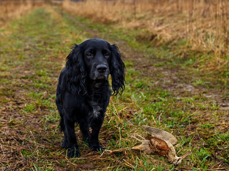 Hunting-dog-and-its-trophy-wild-killed-bird-on-ground