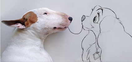 jimmy the bull terrier