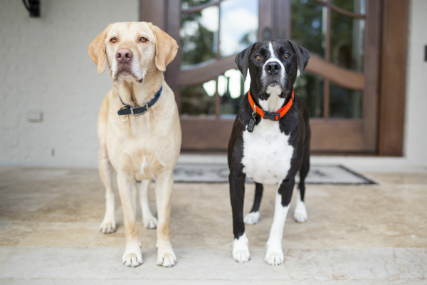 Boomer and Bo Sparks. (Photo by Sarah McGraw for PetSmart Charities)