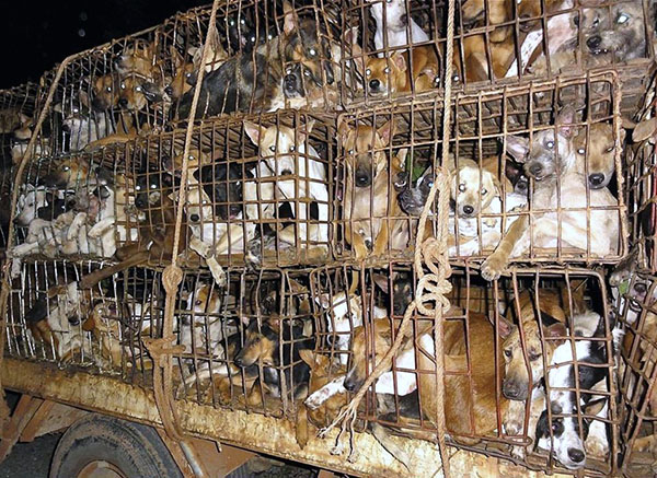 Dogs being transported to their final destination in cramped, stacked cages.