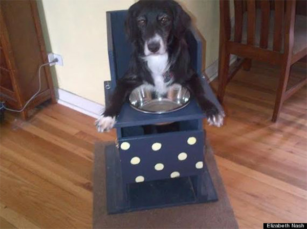 Annie ready to eat in her Bailey chair, custom made by her vet's husband.