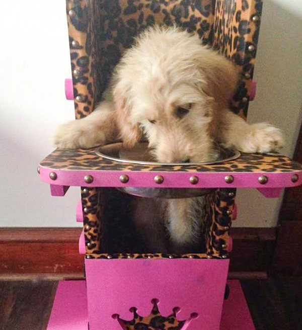 They can be pink, too! (Bailey Chairs 4 Dogs)