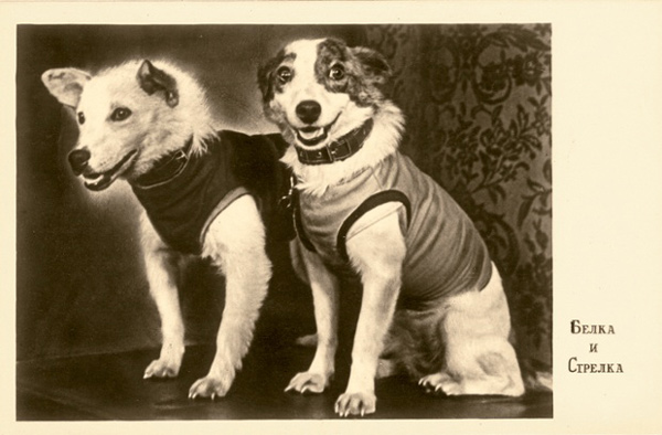 An image of Belka and Strelka from their first press conference.