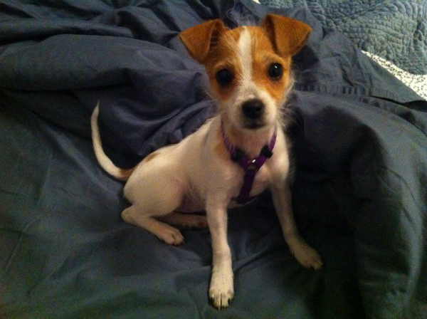 Chloe the puppy