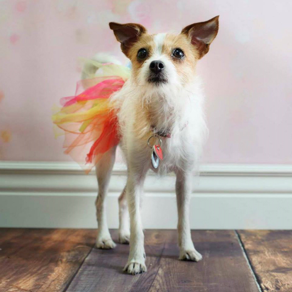 Chloe the dog in a skirt