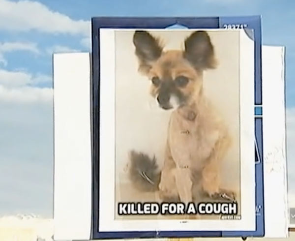 clayton-county-animal-control-wsb-001