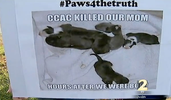 clayton-county-animal-control-wsb-016