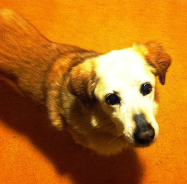Taken a few months ago, Corona waiting for her walk.