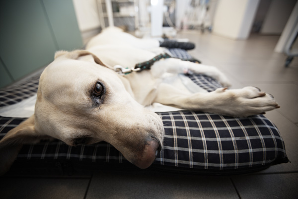 Labrador Retriever in clinic by Shutterstock.