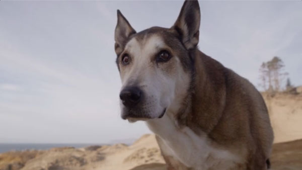 Denali (Screenshot from "Denali")