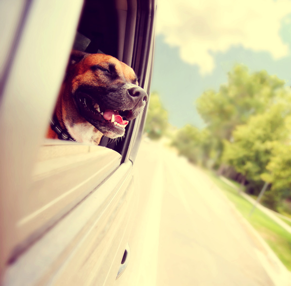 A dog enjoying a car ride by Shutterstock.