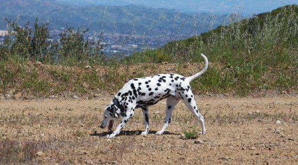 Dottie with her nose to the ground.