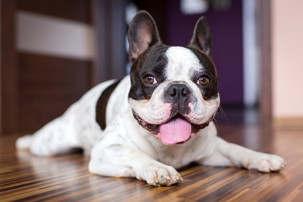  French Bulldog resting by Shutterstock.