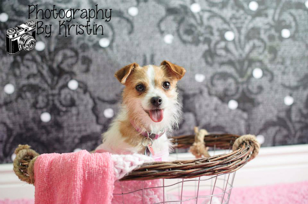 Chloe in basket