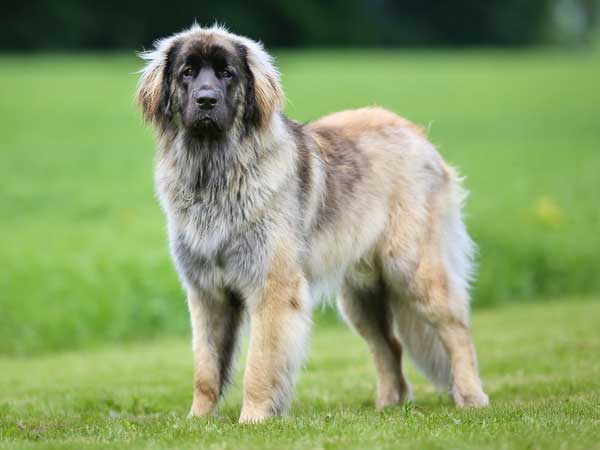 Leonberger outside on a sunny day