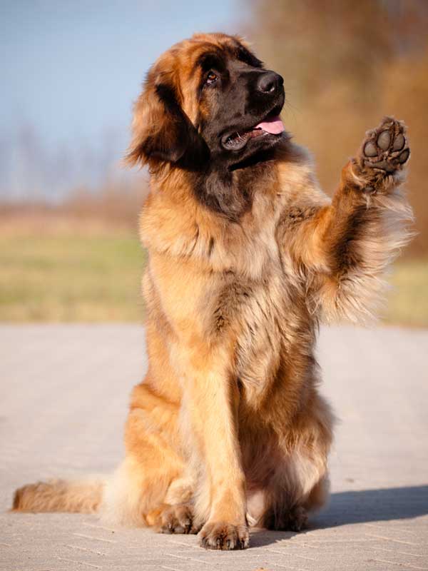Leonberger offers a paw