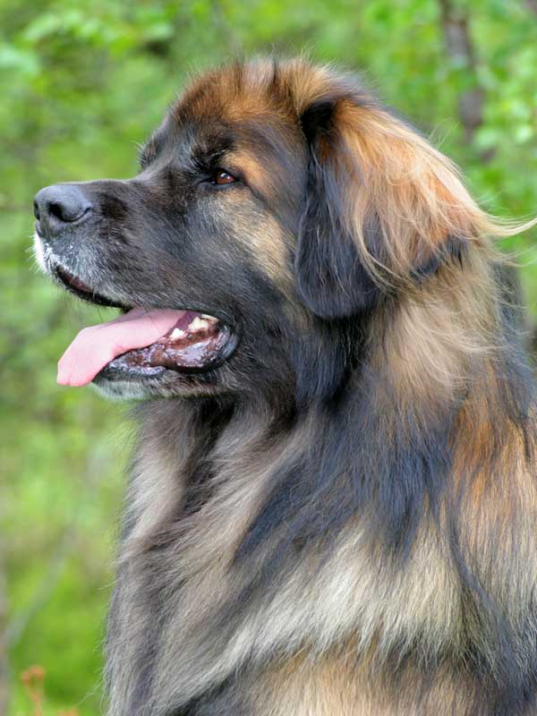 Leonbergers always have a shade of red. Leonberger in profile by Shutterstock