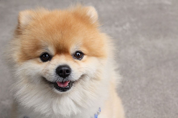 Pomeranians are one of the 27 breeds banned in the apartment complex. Pomeranian Dog by Shutterstock.