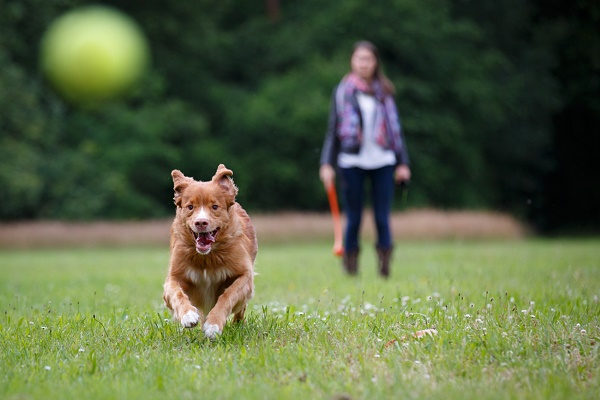 Retriever running to catch a ball by Shutterstock.