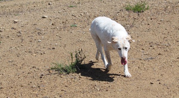 Roxy exploring the desert.