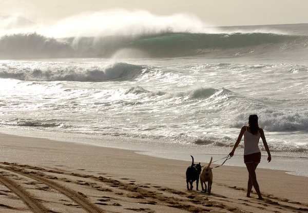 Woman walking her dogs on an Oahu beach by Shutterstock.