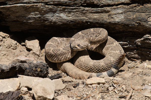 Snakes like to