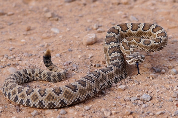Great Basin Rattlesnake, coiled and ready to strike, by Shutterstock.