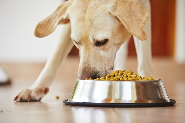 (Labrador eating by Shutterstock)