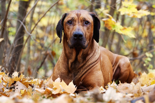 Rhodesian Ridgeback.