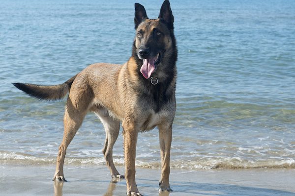 european sheepdog breeds