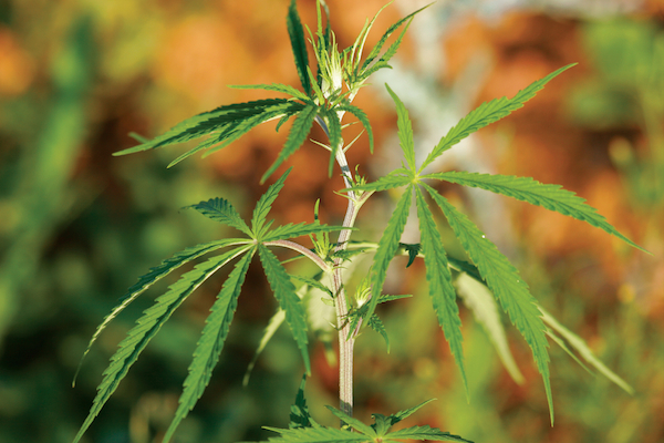 Marijuana leaf by Shutterstock.