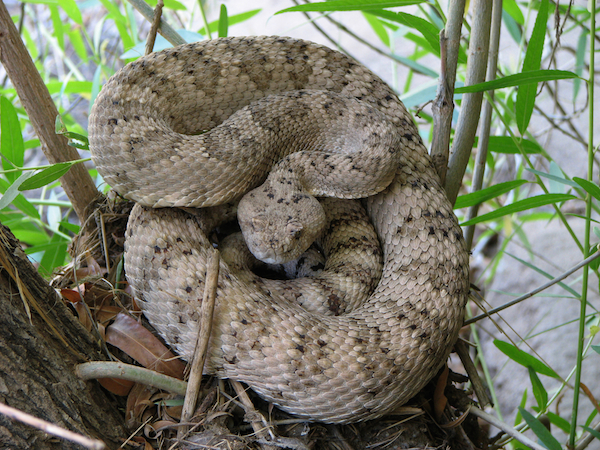 Rattlesnakes (Western Diamondback Rattlesnake by Shutterstock)