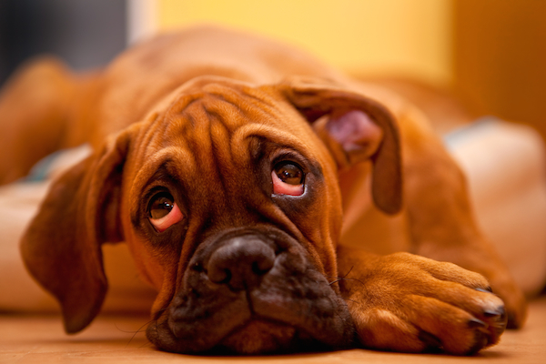 Boxer by Shutterstock.