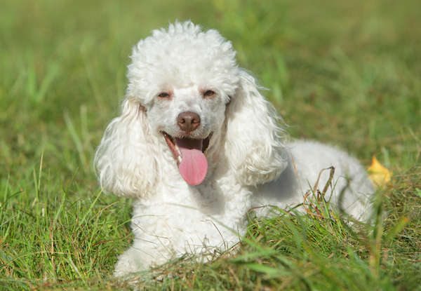miniature poodle laying in grass