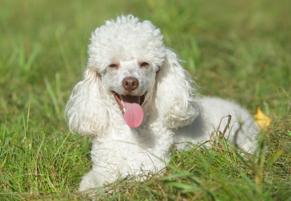 klein poodles